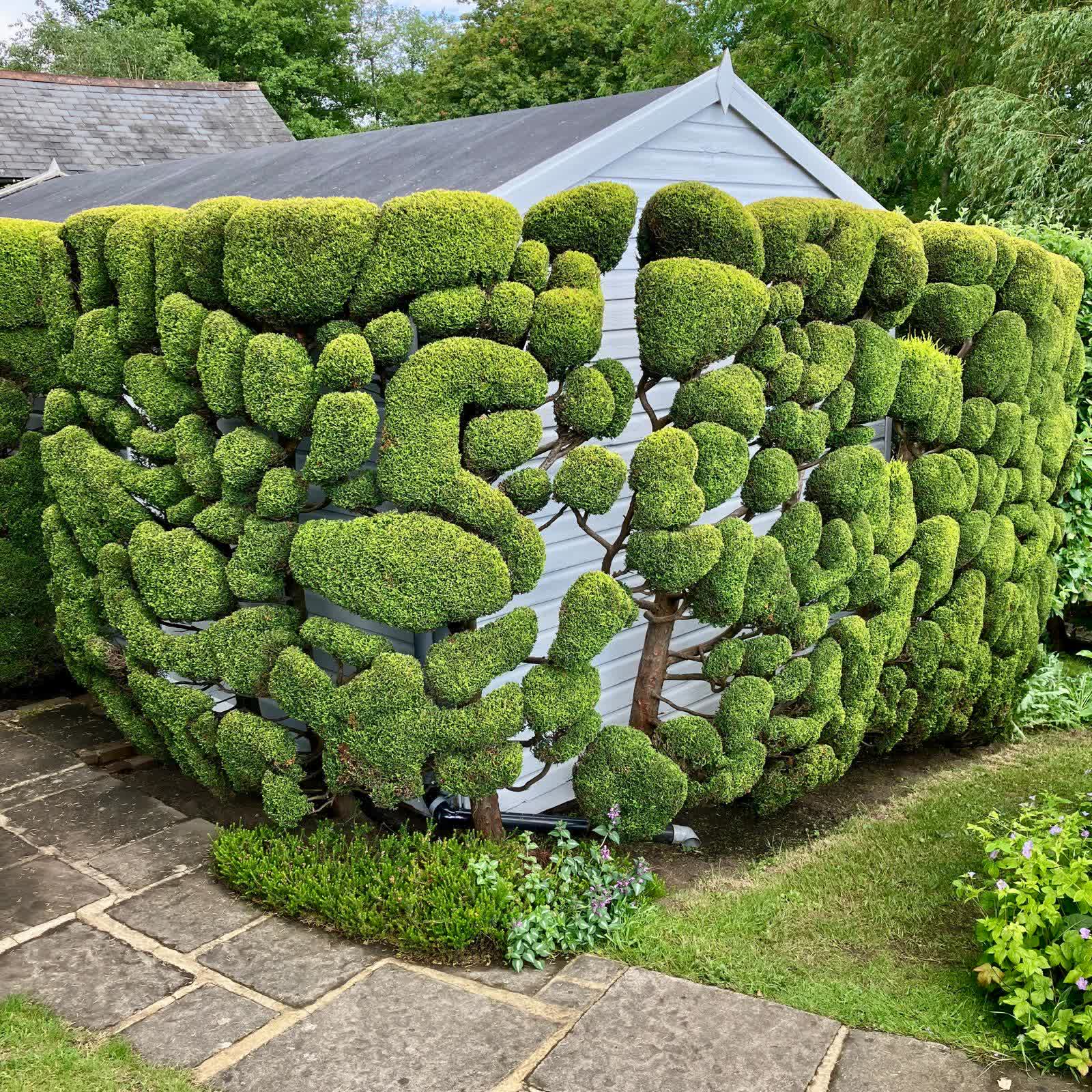 Cloud-pruned topiary forms wrapping around a garden building